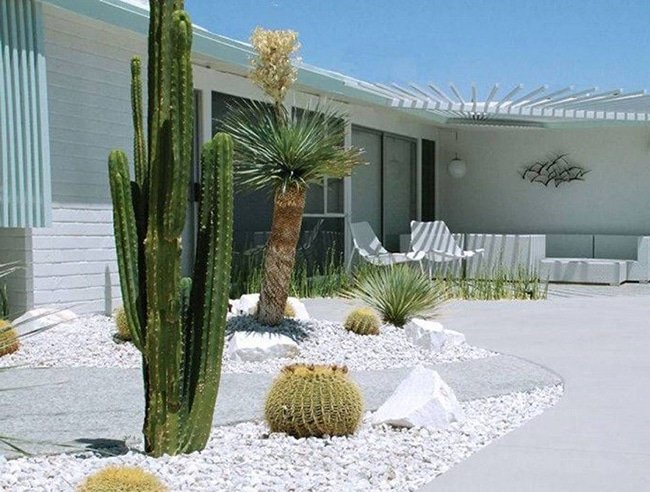 cactus para decorar el jardin