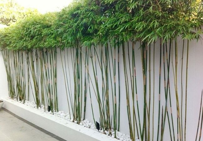 el bambu es una excelente opción para decorar el jardin o terraza.