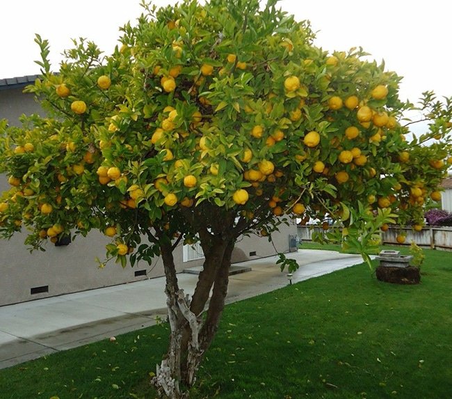 limonero en jardin