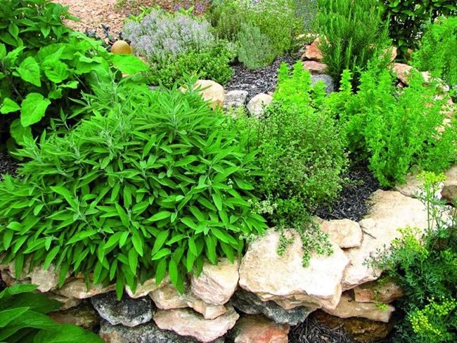 plantas aromaticas para el jardin