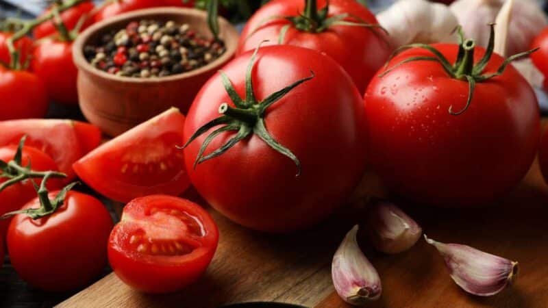 ¿Cuándo es el Mejor Momento para Plantar Tomates en el Jardín?